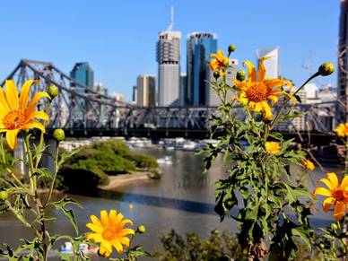 Skyline Brisbane, Englisch Sprachreisen für Erwachsene nach Australien